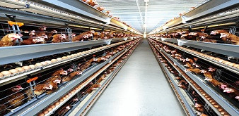THÔNG BÁO TUYỂN THỰC TẬP SINH NGÀNH CHĂN NUÔI GÀ MỨC LƯƠNG 28 TRIỆU/ THÁNG TẠI NHẬT BẢN DỰ KIẾN PHỎNG VẤN 20/07/2019