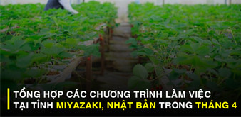 TỔNG HỢP CÁC ĐƠN THỰC TẬP SINH LÀM VIỆC TẠI TỈNH MIYAZAKI, NHẬT BẢN TRONG THÁNG 4