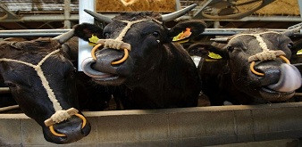 THÔNG BÁO TUYỂN 2 NỮ KỸ SƯ CHĂN NUÔI THÚ Y ĐI LÀM VIỆC TẠI TỈNH HOKKAIDO NHẬT BẢN. LƯƠNG 40 TRIỆU/THÁNG. DỰ KIẾN THI TUYỂN NGÀY 28/10/2019