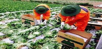 THÔNG BÁO  CHƯƠNG TRÌNH KỸ SƯ NÔNG NGHIỆP LÀM VIỆC TẠI TỈNH GUMA NHẬT BẢN. DỰ KIẾN THI TUYỂN 26/08/2019. MỨC LƯƠNG CƠ BẢN 43 TRIỆU ĐỒNG/THÁNG