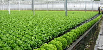 THÔNG BÁO  TUYỂN KỸ SƯ LÀM VIỆC TẠI ĐẶC KHU NÔNG NGHIỆP TẠI NHẬT BẢN