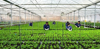 THÔNG BÁO  TUYỂN THỰC TẬP SINH QUAY LẠI LẦN 2 HỆ NÔNG NGHIỆP TẠI NHẬT BẢN