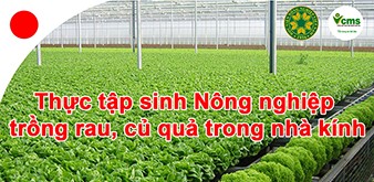 Thông báo tuyển Thực tập sinh Nông nghiệp trồng rau, củ quả trong nhà kính tại Nhật Bản tháng 6/2018