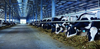 THÔNG BÁO  CHƯƠNG TRÌNH KỸ SƯ  NỮ CHĂN NUÔI, THÚ Y LÀM VIỆC TẠI NHẬT BẢN