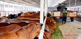 TUYỂN 4 NAM KỸ SƯ CHĂN NUÔI THÚ Y ĐI LÀM VIỆC TẠI TỈNH HOKKAIDO NHẬT BẢN. LƯƠNG CƠ BẢN 37 TRIỆU ĐỒNG/ THÁNG PHỎNG VẤN 12/9/2019