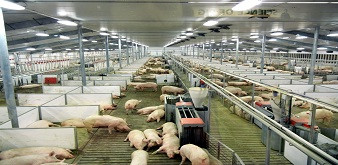 TUYỂN 4 NỮ KỸ SƯ CHĂN NUÔI, THÚ Y TẠI NHẬT BẢN. LƯƠNG 40 TRIỆU ĐỒNG/ THÁNG. HẠN ĐĂNG KÝ 23/08/2019