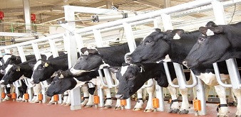Thông báo tuyển 4 nữ kỹ sư chăn nuôi thú y đi làm việc tại tỉnh Iwate Nhật Bản. Lương 42 triệu/tháng