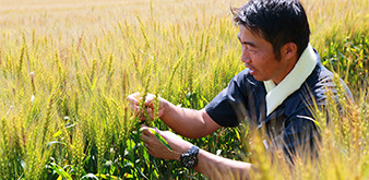 ĐIỀU KIỆN THAM GIA CHƯƠNG TRÌNH LAO ĐỘNG NHẬT BẢN DIỆN KỸ SƯ NÔNG NGHIỆP