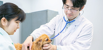 TUYỂN DỤNG NHÂN VIÊN PHỤ TRÁCH THUỐC THÚ Y - TOMITA