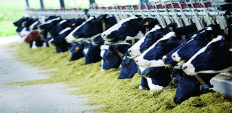 Thông báo tuyển 4 nữ kỹ sư chăn nuôi bò sữa đi làm việc tại tỉnh Kumamoto Nhật Bản. Lương 42 triệu đồng/tháng