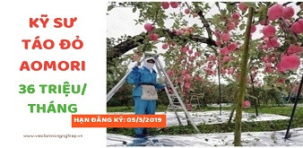 KỸ SƯ TÁO ĐỎ AOMORI NHẬT BẢN LƯƠNG 36 TRIỆU/ THÁNG