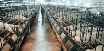 THÔNG BÁO TUYỂN 04 KỸ SƯ NAM CHĂN NUÔI HEO ĐI LÀM VIỆC TẠI TỈNH MIYAGI NHẬT BẢN PV THÁNG 8/2019