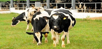 TUYỂN 2 NAM KỸ SƯ CHĂN NUÔI THÚ Y ĐI LÀM VIỆC TẠI TỈNH NARA NHẬT BẢN. LƯƠNG 42 TRIỆU ĐỒNG/THÁNG