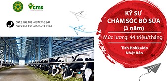 Thông báo tuyển Kỹ sư chăm sóc bò sữa làm việc tại Nhật Bản tháng 8